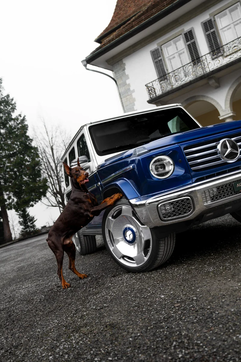 Mercedes-Benz mit Dobermann, fotografiert von Nikografie, Bild 4 von 10