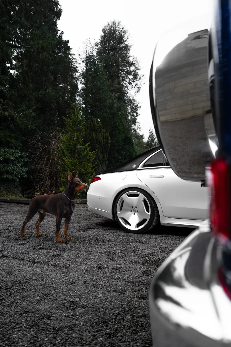 Mercedes-Benz mit Dobermann, fotografiert von Nikografie, Bild 6 von 10