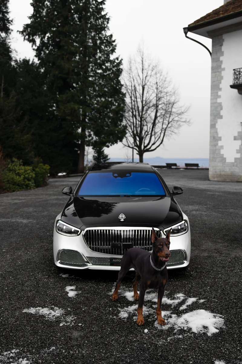 Mercedes-Benz mit Dobermann, fotografiert von Nikografie, Bild 10 von 10